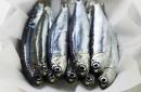 anchovies fish high uric acid, anchovies uric acid