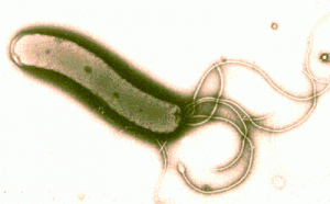 h pylori bacteria