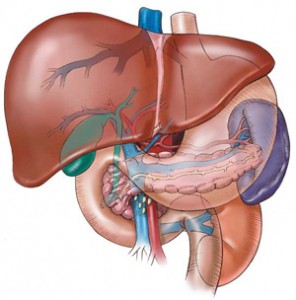 functions of liver